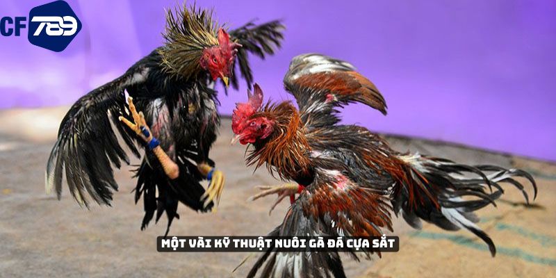 Một vài kỹ thuật chăm nuôi gà đá cựa sắt