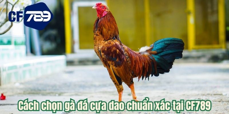 Cách chọn gà đá cựa dao chuẩn xác tại CF789