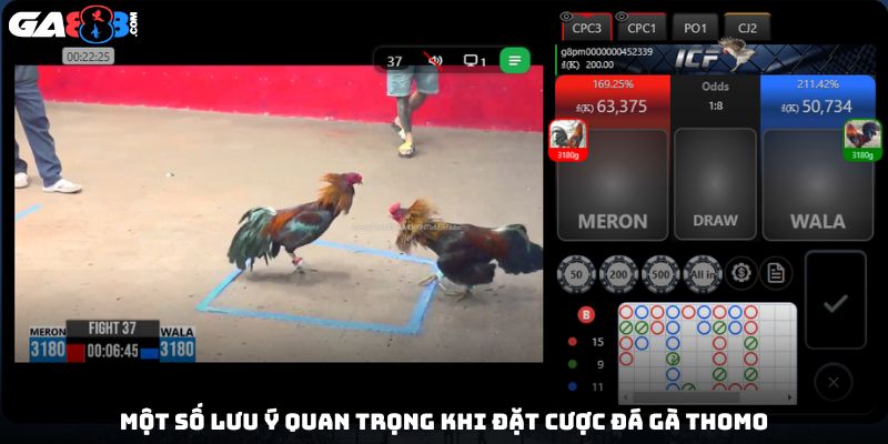 Một số lưu ý quan trọng khi đặt cược đá gà Thomo