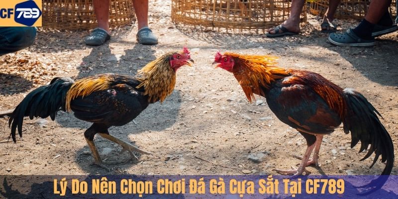 Lý Do Nên Chọn Chơi Đá Gà Cựa Sắt Tại CF789
