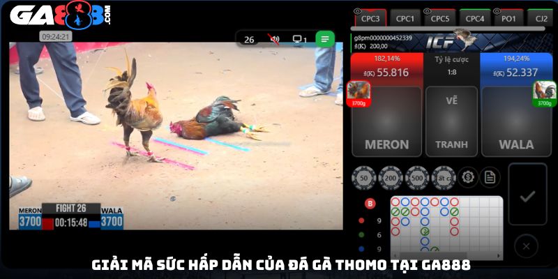 Giải mã sức hấp dẫn của đá gà Thomo tại GA888