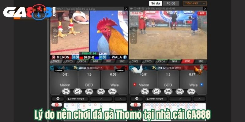 Lý do nên chơi đá gà Thomo tại nhà cái GA888