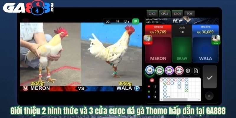 Giới thiệu 2 hình thức và 3 cửa cược đá gà Thomo hấp dẫn tại GA888