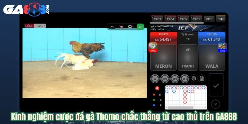 Kinh nghiệm cược đá gà Thomo chắc thắng từ cao thủ trên GA888