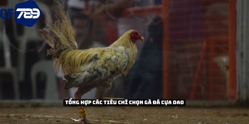 Tổng hợp các tiêu chí lựa chọn gà đá cựa dao 