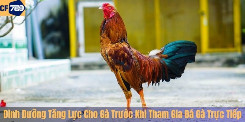 Dinh Dưỡng Tăng Lực Cho Gà Trước Khi Tham Gia Đá Gà Trực Tiếp