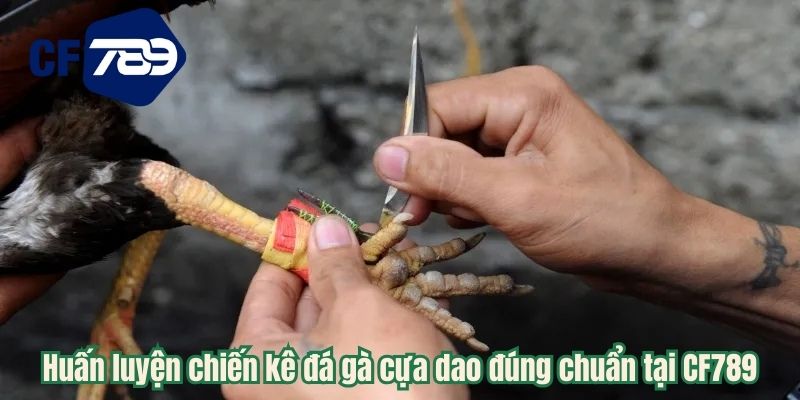 Huấn luyện chiến kê đá gà cựa dao đúng chuẩn tại CF789