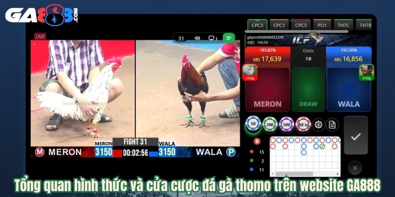 Tổng quan hình thức và cửa cược đá gà thomo trên website GA888