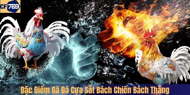 Đặc Điểm Gà Đá Cựa Sắt Bách Chiến Bách Thắng