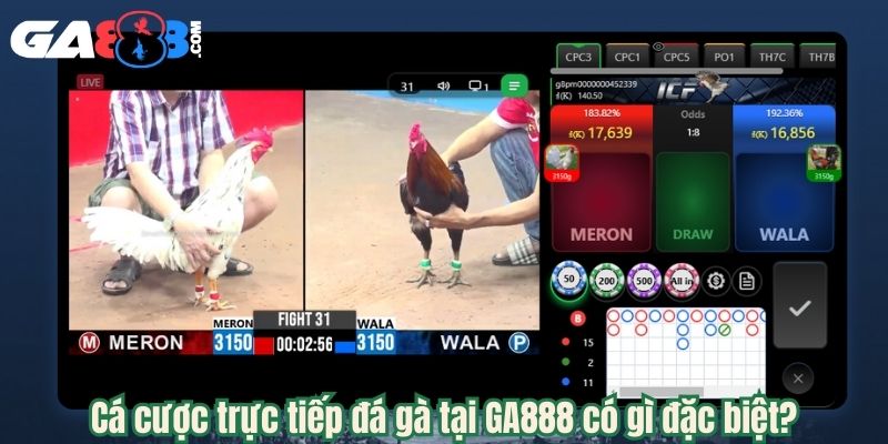 Cá cược trực tiếp đá gà tại GA888 có gì đặc biệt?