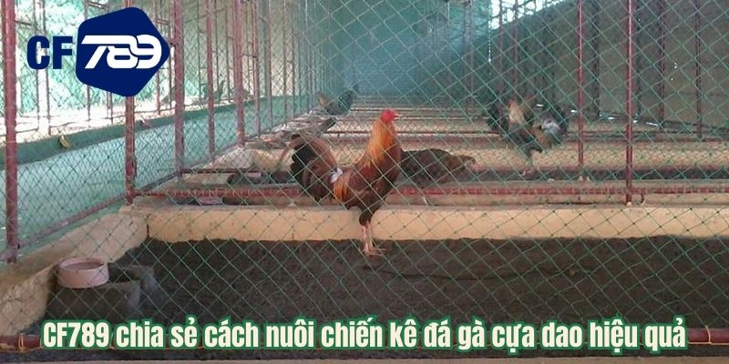 CF789 chia sẻ cách nuôi chiến kê đá gà cựa dao hiệu quả