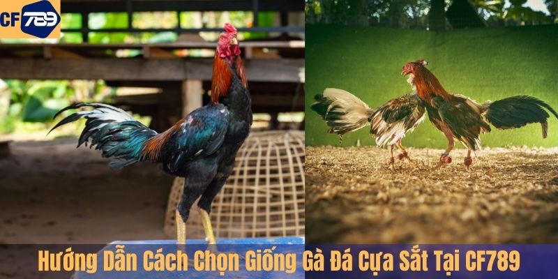Hướng Dẫn Cách Chọn Giống Gà Đá Cựa Sắt Chuẩn Tại CF789