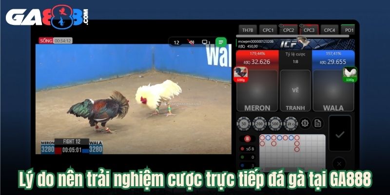Lý do nên trải nghiệm cược trực tiếp đá gà tại GA888
