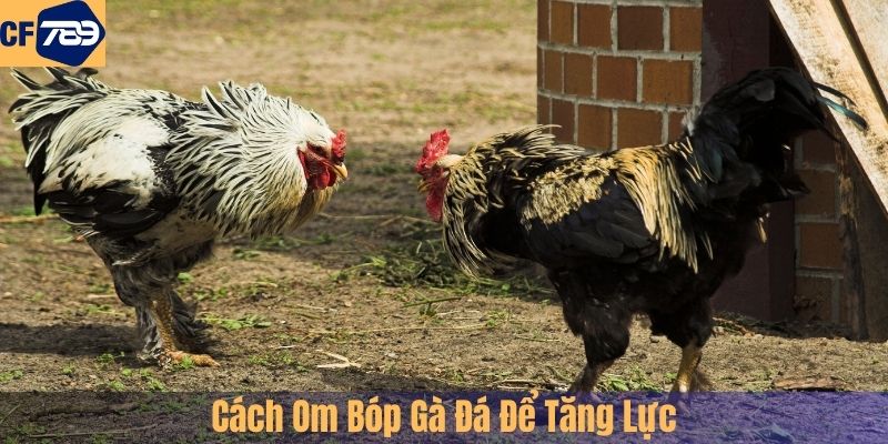 Cách Om Bóp Gà Đá Để Tăng Lực 