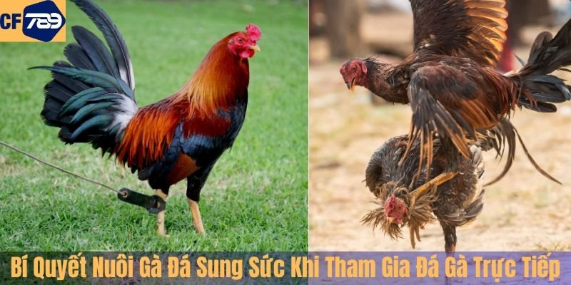 Bí Quyết Nuôi Gà Đá Sung Sức Trước Khi Tham Gia Đá Gà Trực Tiếp