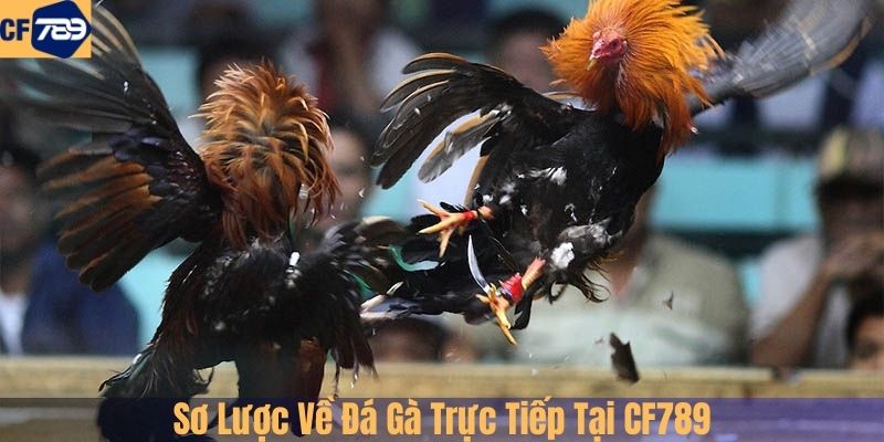 Sơ Lược Về Đá Gà Trực Tiếp Tại CF789