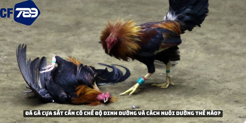 Đá gà cựa sắt cần có chế độ dinh dưỡng và cách nuôi dưỡng thế nào?