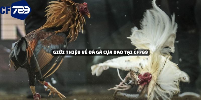 Giới thiệu về đá gà cựa dao tại CF789
