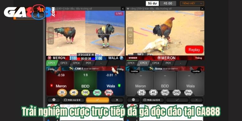 Trải nghiệm cược trực tiếp đá gà độc đáo tại GA888