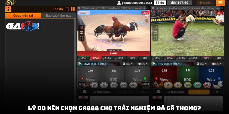 Lý do nên chọn GA888 cho trải nghiệm đá gà Thomo?