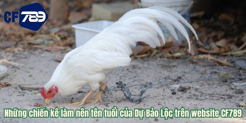 Những chiến kê làm nên tên tuổi của Dự Bảo Lộc trên website CF789