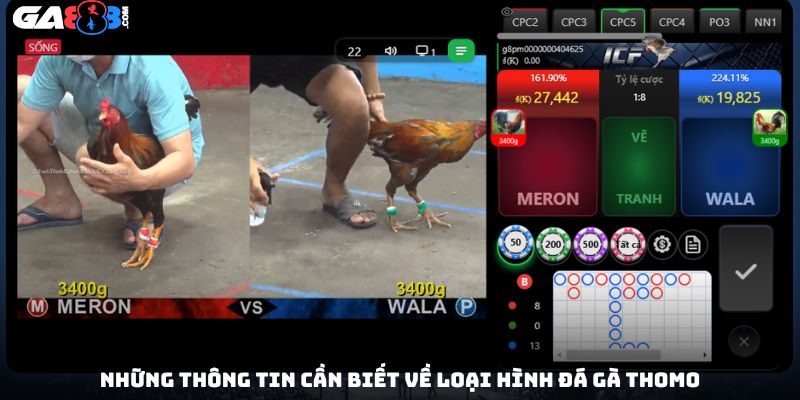 Những thông tin cần biết về loại hình đá gà Thomo