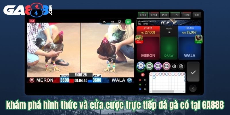khám phá hình thức và cửa cược trực tiếp đá gà có tại GA888