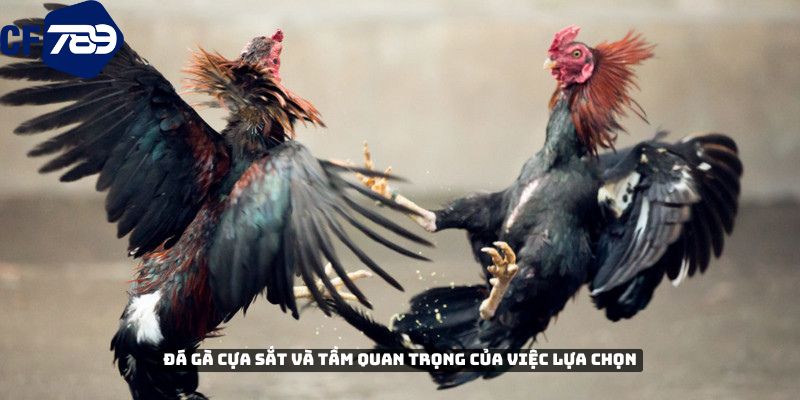 Đá gà cựa sắt và tầm quan trọng của việc lựa chọn 