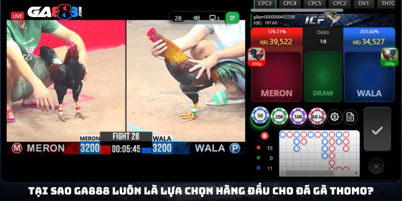 Tại sao GA888 luôn là lựa chọn hàng đầu cho đá gà Thomo?