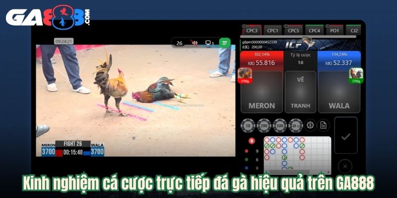 Kinh nghiệm cá cược trực tiếp đá gà hiệu quả trên GA888