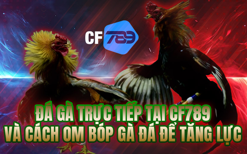 Đá Gà Trực Tiếp Tại CF789 Và Cách Om Bóp Gà Đá Để Tăng Lực