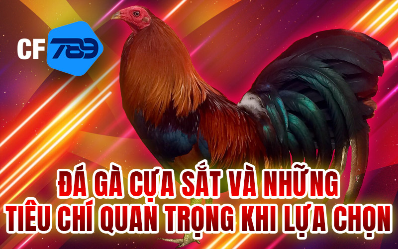 Đá gà cựa sắt và những tiêu chí quan trọng khi lựa chọn