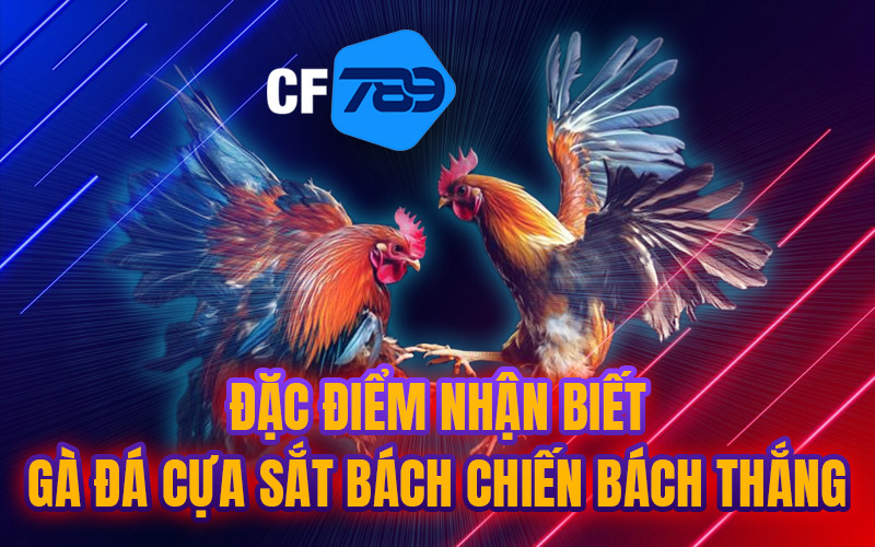 Đặc Điểm Nhận Biết Gà Đá Cựa Sắt Bách Chiến Bách Thắng