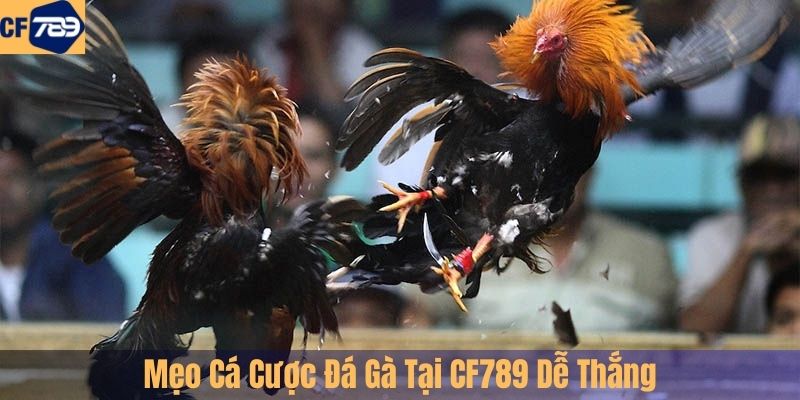 Mẹo Cá Cược Đá Gà Tại CF789 Dễ Thắng