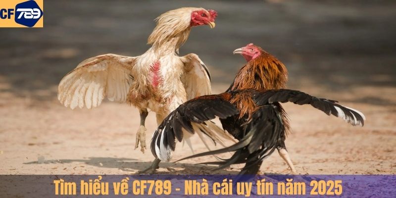 Tìm hiểu về CF789 – Nhà cái uy tín năm 2025