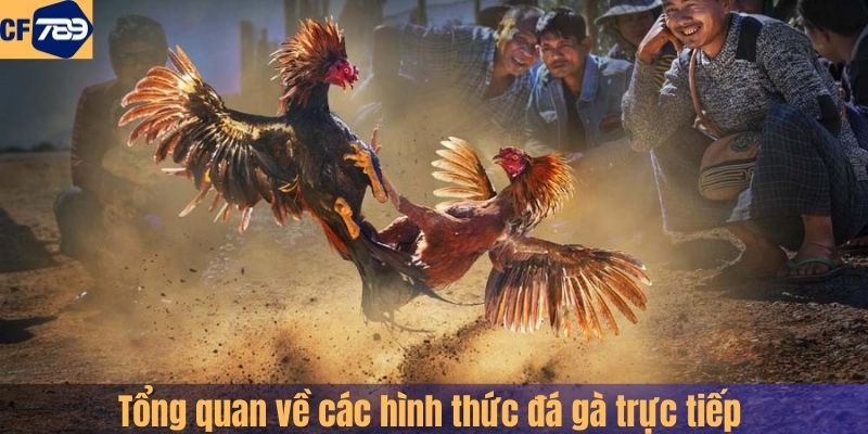 Tổng quan về các hình thức đá gà trực tiếp